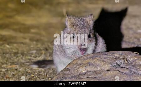 Bettong oriental de Tasmanie (Bettongia gaimardi ssp.cuniculus) petit mammifère macropode nocturne à la torche la nuit, Hobart, Tasmanie Banque D'Images
