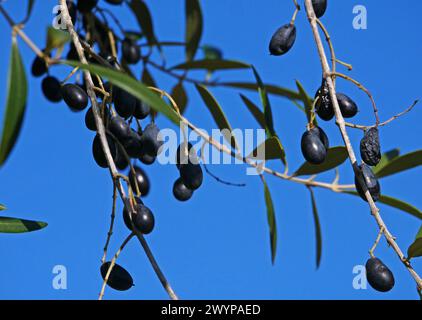 Fruits d'olive sauvages dans la campagne de Sardaigne, Italie Banque D'Images