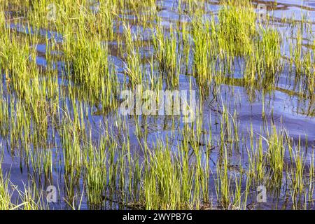Brin d'herbe vert luxuriant dans l'eau Banque D'Images