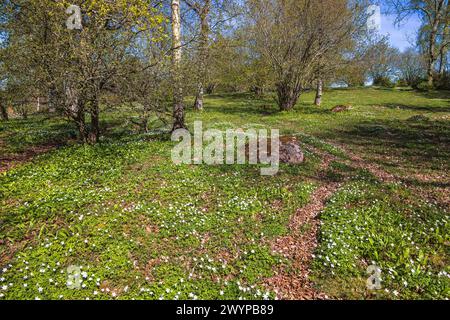 Fleurs d'anémone de bois en fleurs sur un pré Banque D'Images