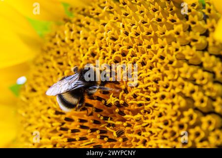 Abeille rayée noire et jaune, abeille, tournesol pollinisant vue rapprochée de bas niveau d'une tête de tournesol simple avec pétales jaunes et graines noires Banque D'Images