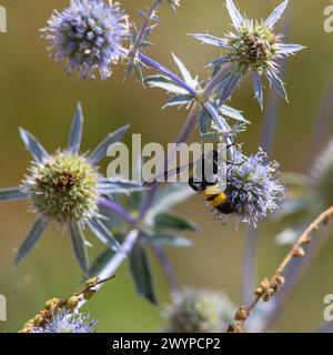 gros plan de l'abeille à bourdon sur le chardon violet ou Echinops bannaticus. Banque D'Images