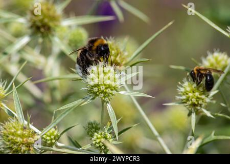 bumblebee se trouve sur une branche d'un eryngium et recueille le pollen d'une fleur. Banque D'Images