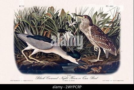 Heron de nuit couronné noir, adulte et jeune, illustré par J.J. Audubon dans Birds of America, Philadelphie, 1840. Représentation détaillée dans l'habitat du marais Banque D'Images