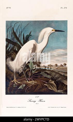 Ancienne illustration gravée d'un héron enneigé (Egretta thula). Par J.J. Audubon : Birds of America, Philadelphie, 1840 Banque D'Images