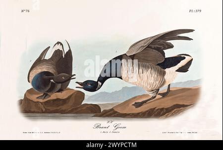 Ancienne illustration gravée de l'oie de Brant (Branta bernicla). Par J.J. Audubon : Birds of America, Philadelphie, 1840 Banque D'Images