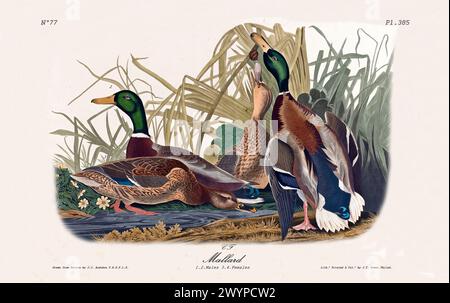 Ancienne illustration gravée de Mallard (Anas platyrhynchos). Par J.J. Audubon : Birds of America, Philadelphie, 1840 Banque D'Images