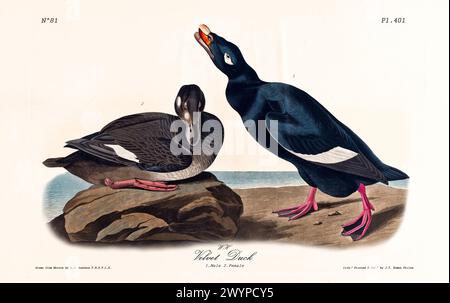 Ancienne illustration gravée de canard en velours (Melanitta deglandi). Par J.J. Audubon : Birds of America, Philadelphie, 1840 Banque D'Images