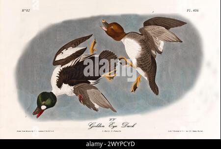 Ancienne illustration gravée de canard Golden-eye (Bucephala clangula). Par J.J. Audubon : Birds of America, Philadelphie, 1840 Banque D'Images