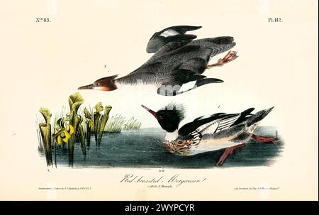 Ancienne illustration gravée de merlan rouge (Mergus serrator). Par J.J. Audubon : Birds of America, Philadelphie, 1840 Banque D'Images