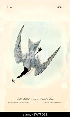 Ancienne illustration gravée de terne à bec de mouette ou de terne de marais (Gelochelidon nilotica). Par J.J. Audubon : Birds of America, Philadelphie, 1840 Banque D'Images