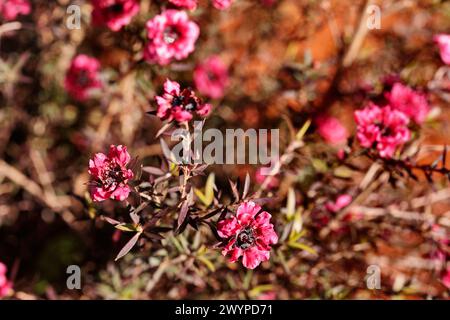 Plante à fleurs de l'arbre à thé épineux, leptospermum juniperinum ou arbre à thé de Nouvelle-Zélande Banque D'Images