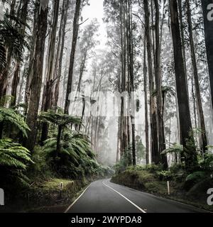 Route de montagne brumeuse dans les Dandenong Ranges, Melbourne, Australie Banque D'Images