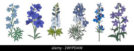 Larkspur, ensemble de vecteurs de fleurs du mois de naissance de juillet. Illustration de Vecteur