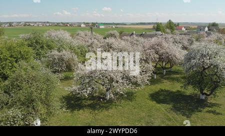 Pommier en floraison au printemps en Russie. Vue aérienne. Banque D'Images