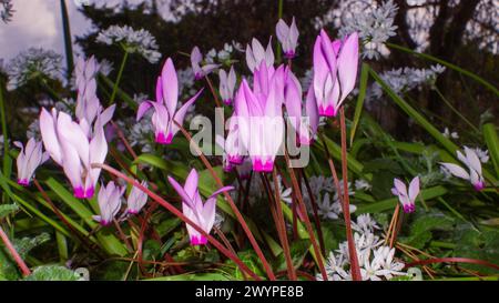 Fleurs du cyclamen persan (Cyclamen persicum), en habitat naturel à Chypre Banque D'Images