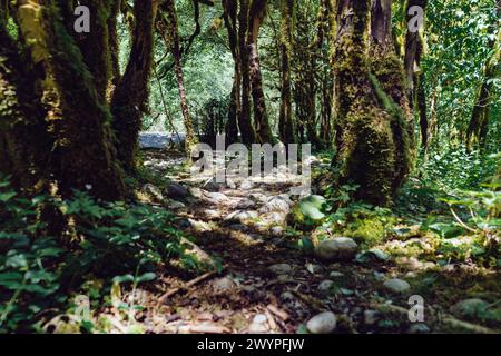 Belle relique if et forêt de buis en Abkhazie le jour ensoleillé d'été Banque D'Images