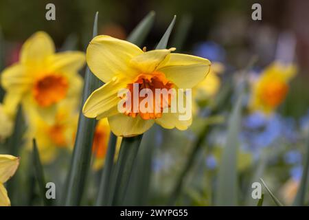 Jonquilles jaune vif au soleil (variété Narcissus Jetfire - Cyclamineus Daffodil) Banque D'Images