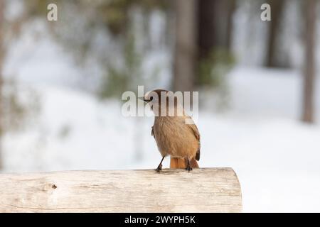 jay sibérien assis sur la neige de près Banque D'Images