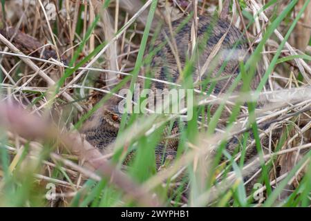 Croquis femelle (Vipera berus) se prélasser en mosaïque parmi les graminées et la végétation en plein soleil, comportement des reptiles serpents, Angleterre, Royaume-Uni Banque D'Images