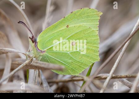 Papillon Brimstone (Gonepteryx rhamni) reposant parmi les herbes au printemps, Hampshire, Angleterre, Royaume-Uni Banque D'Images