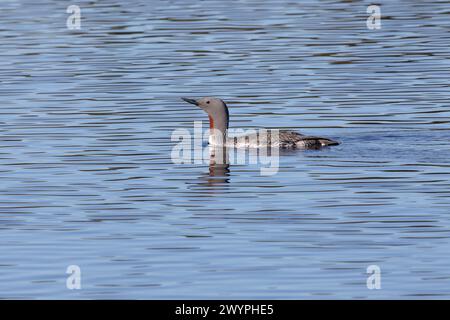 Le plongeon rouge flotte sur le lac, Arctique, Russie Banque D'Images