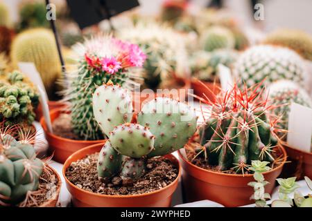 Différents cactus et succulentes en pots, gros plan. Banque D'Images