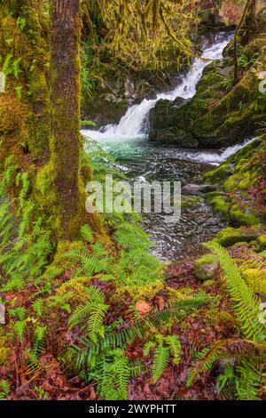 Cascade de la forêt tropicale de Quinault dans le parc national olympique, État de Washington, États-Unis Banque D'Images