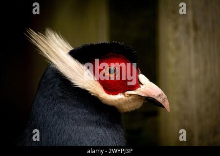 Portrait de faisan à oreilles bleues, oiseau en captivité, fond sombre Banque D'Images