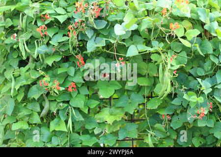 haricots plantes et fleurs comme fond naturel très agréable Banque D'Images