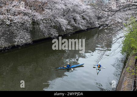 Tokyo, Japon. 06 avril 2024. Kayakistes sur la rivière Meguro à Tokyo le 6 avril 2024. - 20240406 PD1630 crédit : APA-PictureDesk/Alamy Live News Banque D'Images