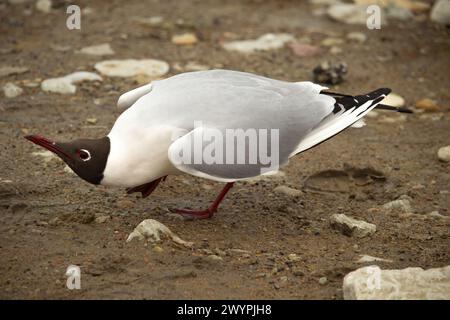 Une mouette à tête noire -Chroicocephalus ridibundus. Poose devant une femelle Banque D'Images