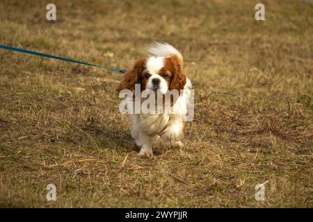 Cavalier roi charles Spaniel vieux chien marche Banque D'Images