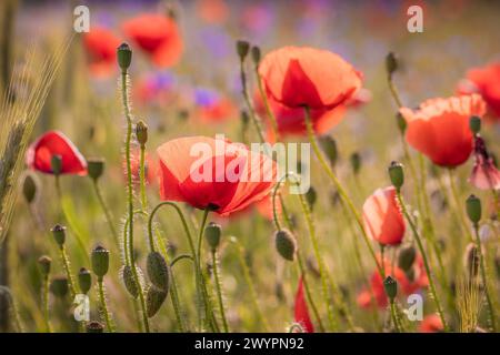 Beau champ de coquelicots à la lumière du soleil, bleus bleus en arrière-plan. Prise de vue en contre-jour Banque D'Images