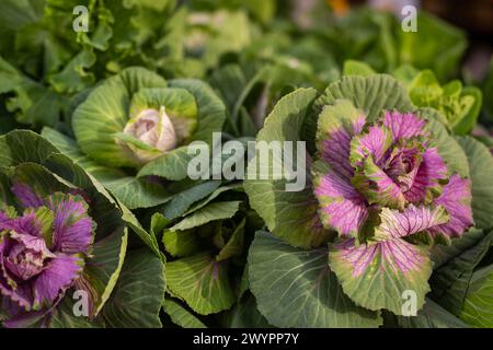 Chou frisé violet, rose et vert. Chou décoratif (Brassica oleracea var. acephala). Une tête violette de chou frisé ornemental. Banque D'Images