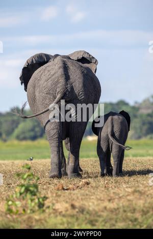 Photo stock d'une vue arrière d'une vache éléphant d'Afrique et d'un veau s'éloignant sur la plaine inondable de la rivière Chobe avec leurs queues synchronisées Banque D'Images