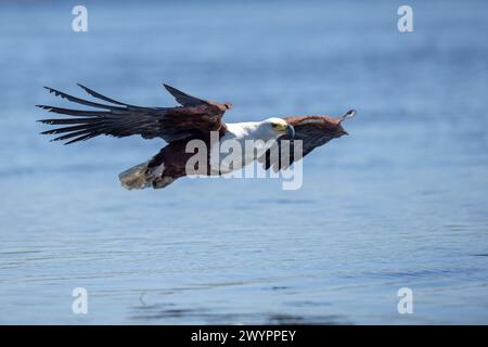 Aigle-poisson d'Afrique (Icthyophaga vocifer) descendant bas au-dessus de la rivière Okavango Banque D'Images