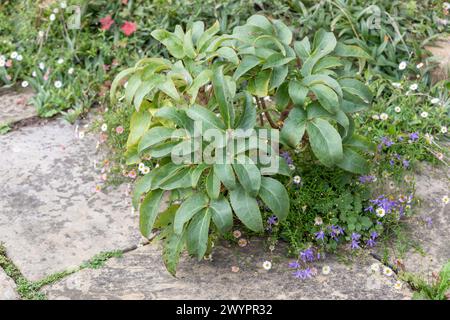 Helleborus x sternii (hellebore hybride de Stern) bordant le pavage de pierre York avec Erigeron karvinskianus Banque D'Images