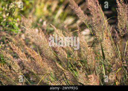 Calamagrostis brachytricha (roseau à plumes coréenne) fleurs / tiges de fleurs / têtes de fleurs / têtes de graines / se tournant en graines, fin automne Banque D'Images