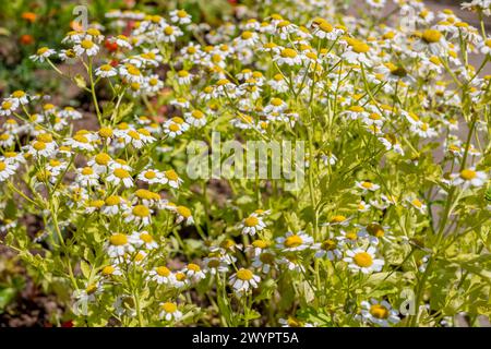 Camomille dans le jardin en été en juillet Banque D'Images