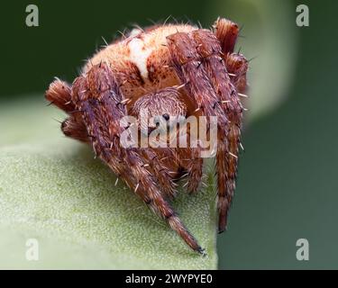 Araignée de jardin (Araneus diadematus) au repos sur feuille de lierre. Tipperary, Irlande Banque D'Images