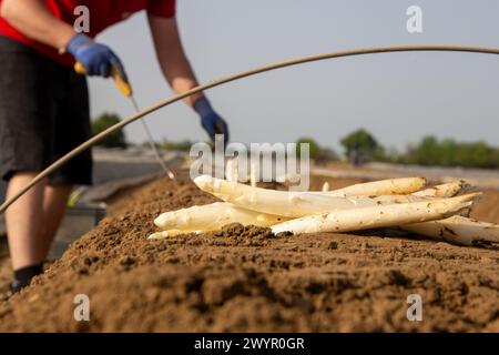 Récolte des asperges dans la région du Palatinat, Allemagne Banque D'Images