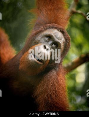 Orang-outan au Semenggoh Wildlife Rehabilitation Center, Sarawak, Bornéo, Malaisie, Asie Banque D'Images