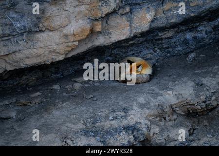 Renard rouge - Vulpes vulpes, beaux carnivores populaires des forêts et des montagnes du monde entier, vallée de Spiti, Himalaya, Inde. Banque D'Images