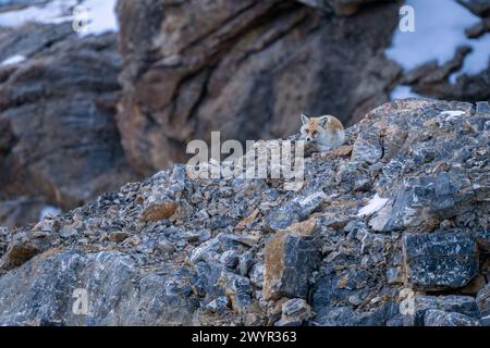 Renard rouge - Vulpes vulpes, beaux carnivores populaires des forêts et des montagnes du monde entier, vallée de Spiti, Himalaya, Inde. Banque D'Images