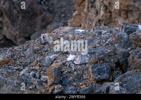 Renard rouge - Vulpes vulpes, beaux carnivores populaires des forêts et des montagnes du monde entier, vallée de Spiti, Himalaya, Inde. Banque D'Images