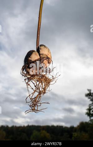 Noyau d'avocat (Persea americana) avec des racines contre un ciel couvert Banque D'Images