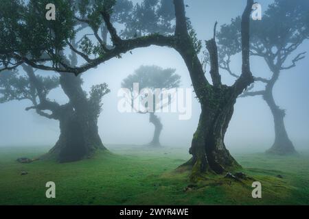 Arbres de laurier torsadés dansants encadrés par Forest dans le fanal de Madère Banque D'Images