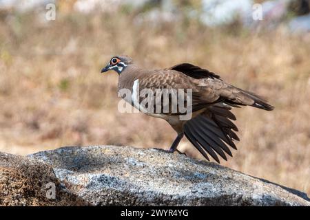 Squatter Pigeon (Geophaps scripta) perché sur un rocher, Stretching, Chillagoe, Queensland, Queensland, Queensland, Queensland, Queensland, Queensland, Queensland, Queensland, Australie Banque D'Images