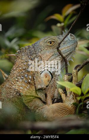 Iguana vert (Iguana iguana), province d'Alajuela, Costa Rica, Amérique centrale Banque D'Images